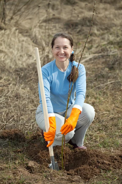 Mogen kvinna återställa bush groddar — Stockfoto