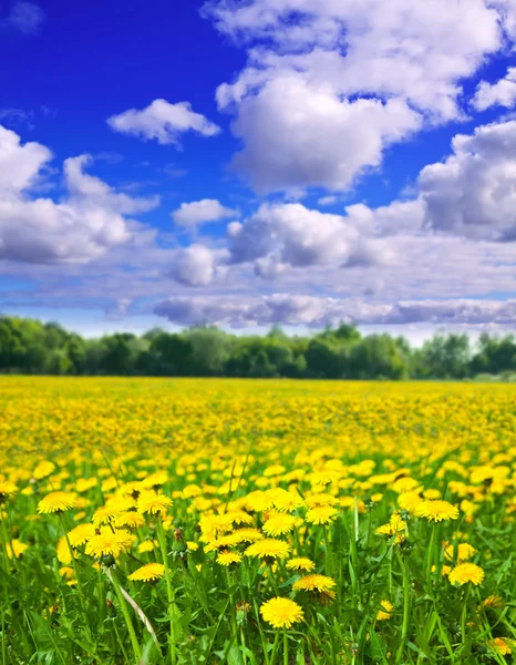 Summer landscape with dandelions meadow — Stockfoto