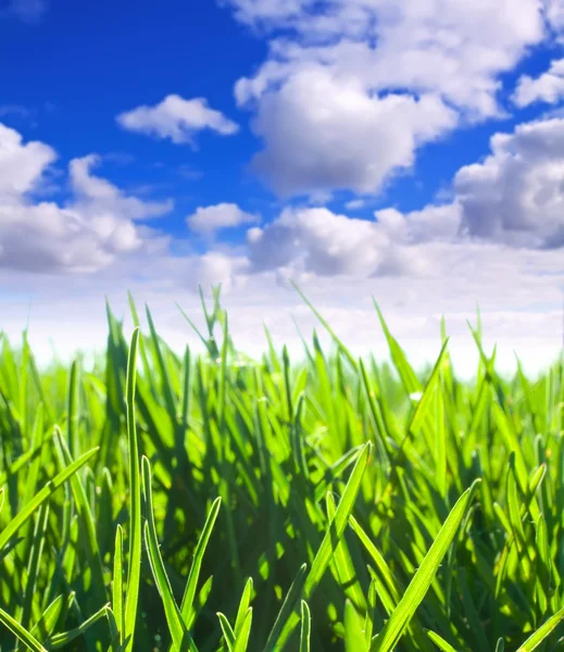 Zielona łąka pod chmurnym niebem — Zdjęcie stockowe