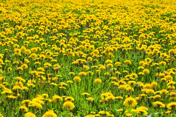 Prairie aux pissenlits jaunes — Photo