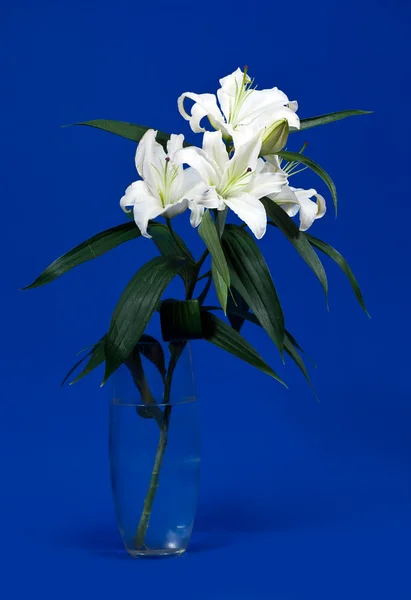 Bílé lilie v váza — Stock fotografie
