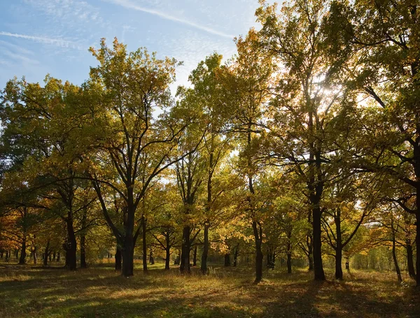Oak grove in september — Stockfoto