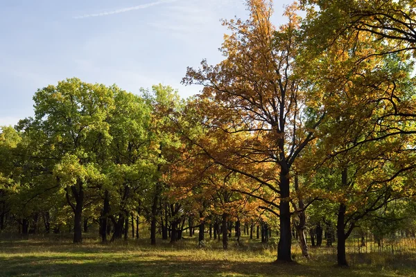 Oak grove in september — Stockfoto
