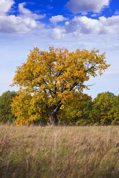 Одна замечательная осенняя елка — стоковое фото