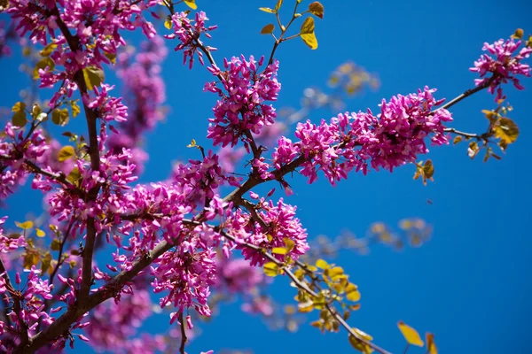 Purple blossoming Cercis siliquastrum — Stock Photo, Image