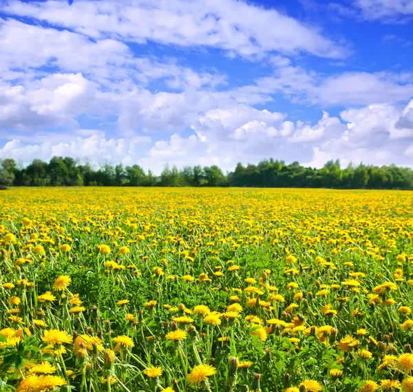 黄色のタンポポの草原 — ストック写真