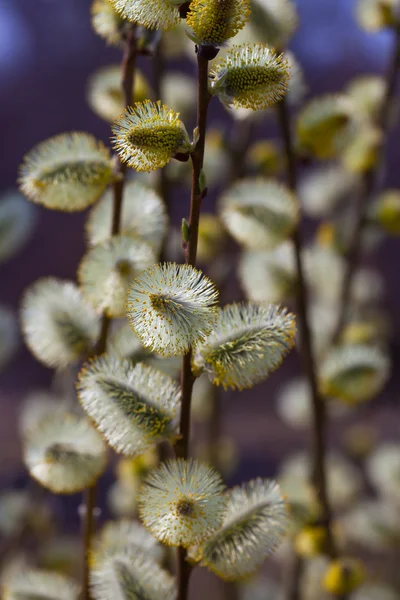 Willow branches in spring — Stock Photo, Image