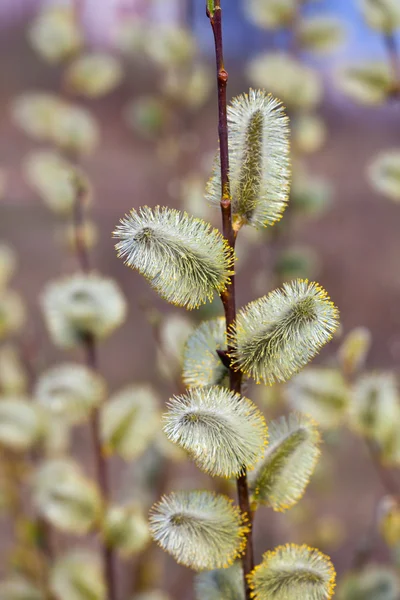 Blossoming spring willow — Stock Photo, Image