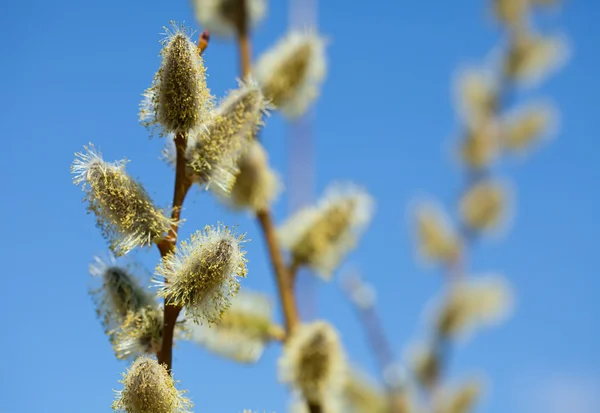 繁花似锦的春天柳树 — 图库照片