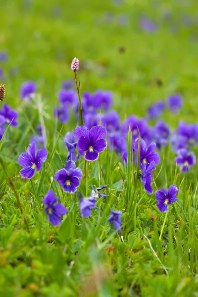 Rostlina divoká fialová — Stock fotografie