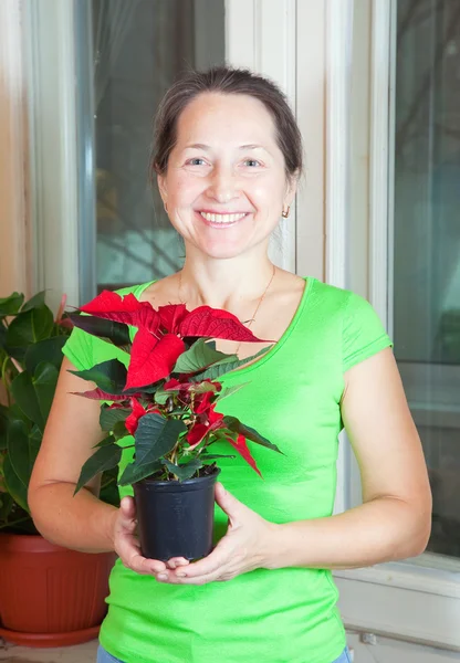 Reife Frau mit Weihnachtssternenblüten — Stockfoto
