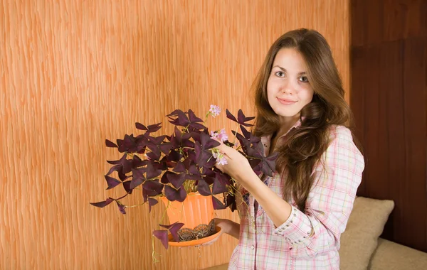 stock image Woman with oxalis in pot