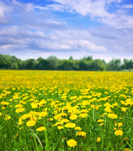 Summer landscape with dandelions meadow — Stock Photo, Image