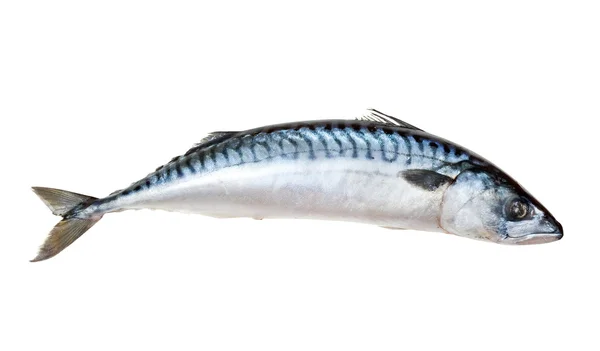 Makrela — Zdjęcie stockowe