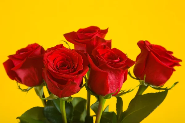 stock image Roses on yellow background