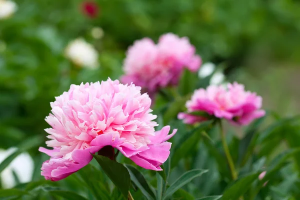 stock image Peony plant at garden