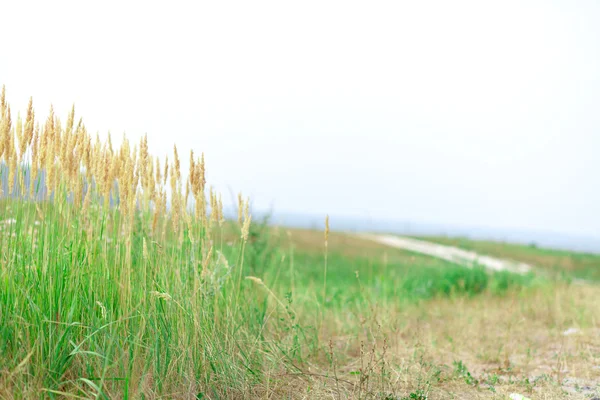 Zielona trawa w pochmurny dzień — Zdjęcie stockowe