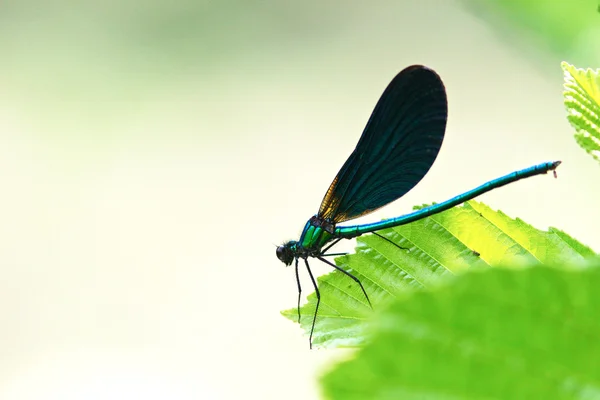 Tmavě modrá vážka na zelený list lísky closeup — Stock fotografie
