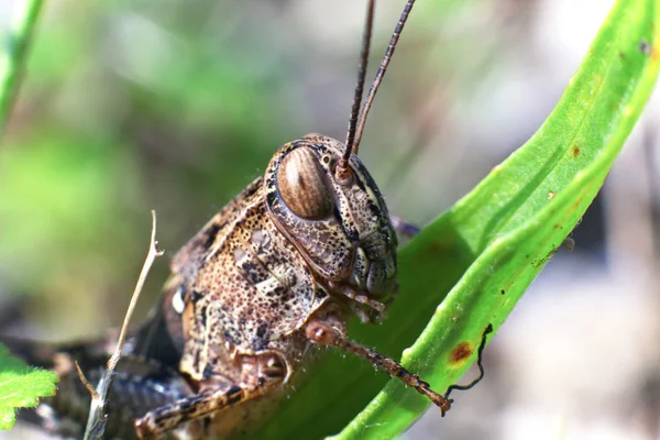 stock image Closeup grasshopper sits on blade of grass