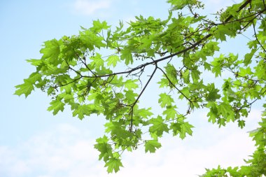 Mavi gökyüzü fone üzerinde yeşil akçaağaç leafes