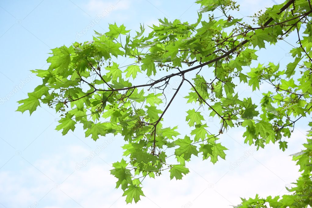 Green maple leafes on blue sky fone