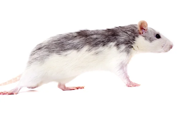 Bir sıçan, yürüyüş — Stok fotoğraf