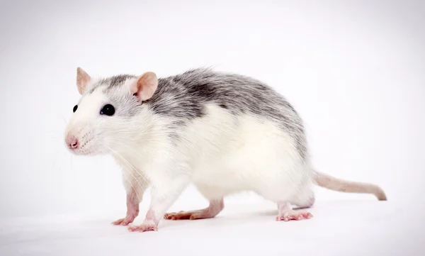 stock image Walk of a rat