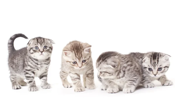Kittens — Stock Photo, Image