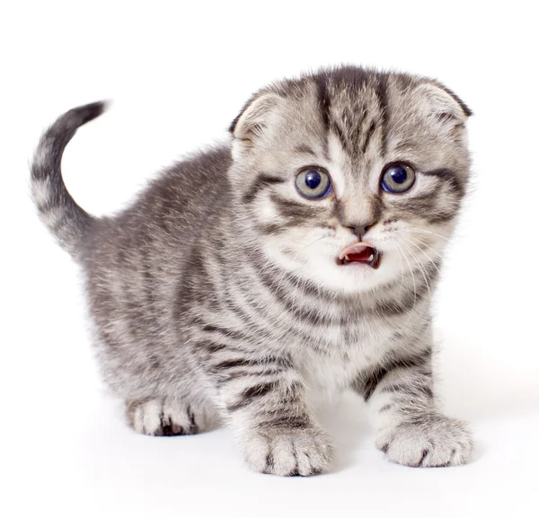 Das überraschte Kätzchen — Stockfoto