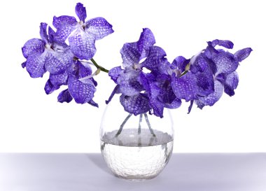 Vanda coerulea Lindl