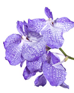 Vanda coerulea Lindl