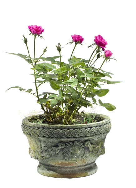 Rosa decorativa em um pote — Fotografia de Stock