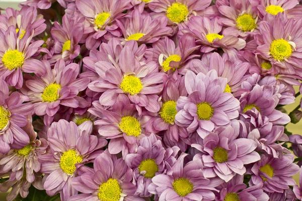 Chryzantémy — Stock fotografie