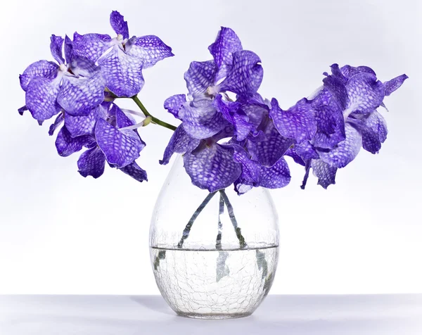 Vanda coerulea Lindl