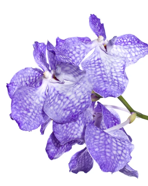 stock image Vanda coerulea Lindl