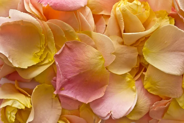Hintergrund aus Blütenblättern einer rot-orangen Rose — Stockfoto