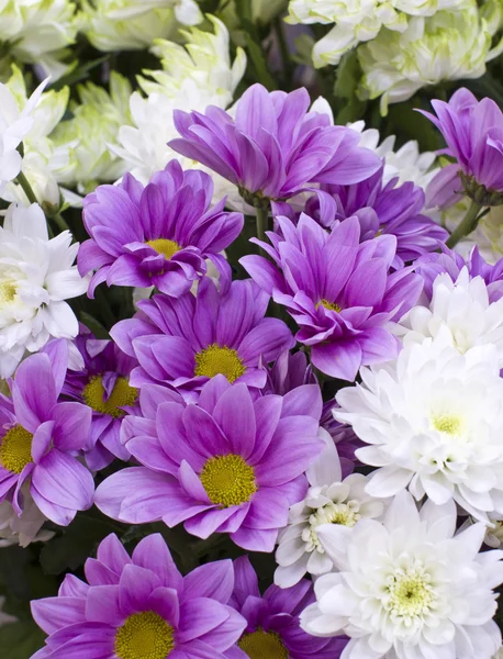 Фиолетовые хризантемы — стоковое фото
