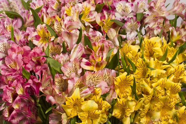 Hintergrund aus Set eine Lilie Blumen — Stockfoto