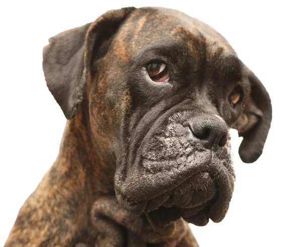 Portrait of the dog of the species boxer — Stock Photo, Image