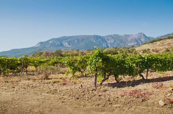 stock image Vineyard