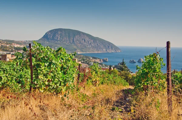 Vineyard and sea — Stock Photo, Image