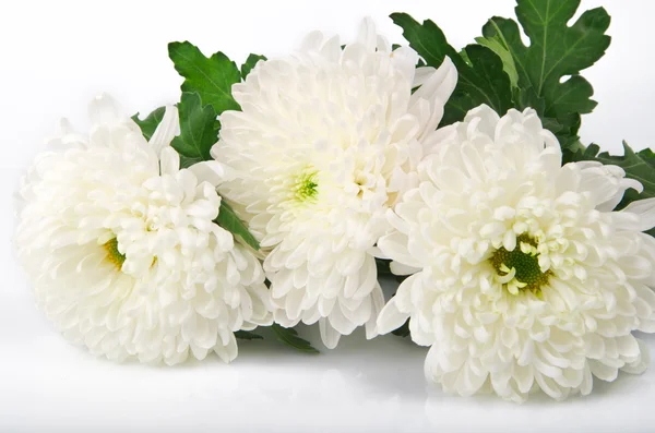 Tres crisantemos blancos — Foto de Stock
