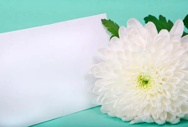 Одна біла хризантема і листівка — стокове фото