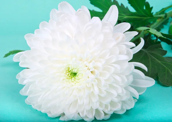Un crisantemo blanco — Foto de Stock