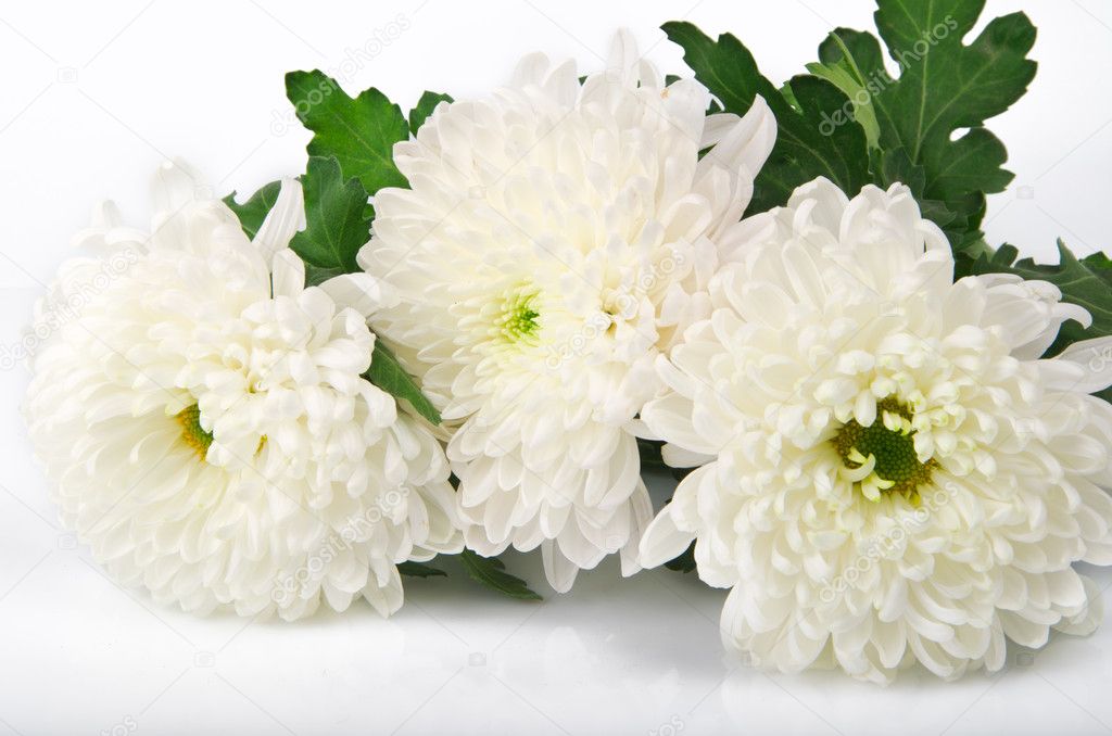 Three white chrysanthemums