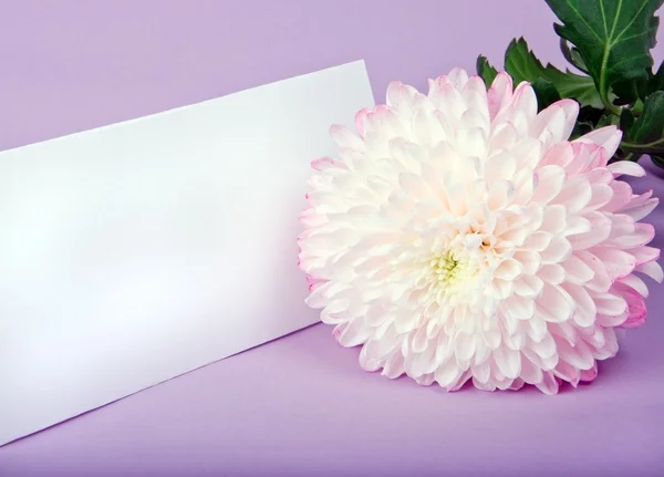 Un crisantemo rosa y una postal —  Fotos de Stock