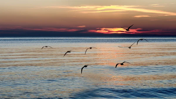 Stock image Seagulls flying