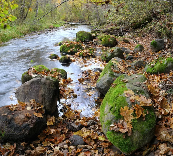 在秋季的野生河的全景 — 图库照片