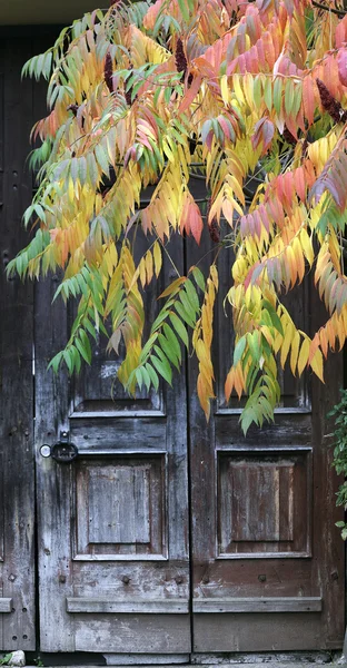 Stock image Autumn colors