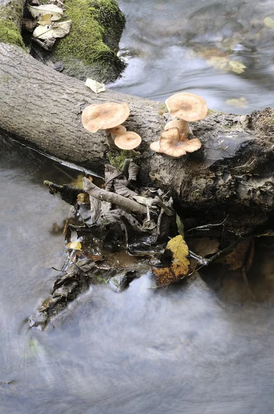 Агарский медовый гриб — стоковое фото